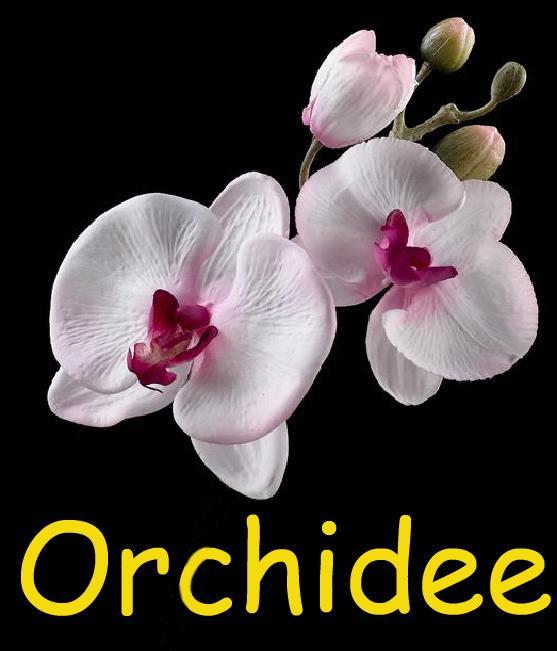 Orchidee Διαμέρισμα Comines-Warneton Εξωτερικό φωτογραφία